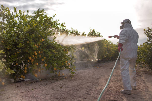 Wasp Removal Services in Norco, CA
