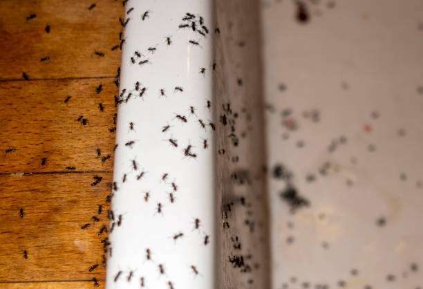 Best Flea Control Services  in Norco, CA