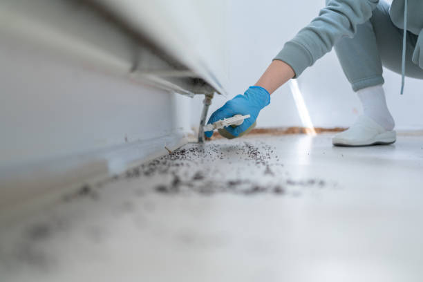 Trusted Norco, CA Pest Control Experts